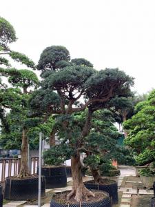 日本罗汉松