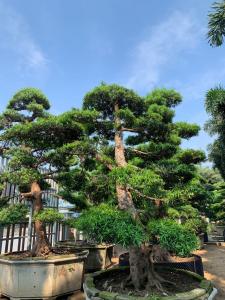 日本罗汉松